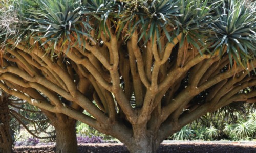 The Wollongong Botanic Garden Succulent Collection