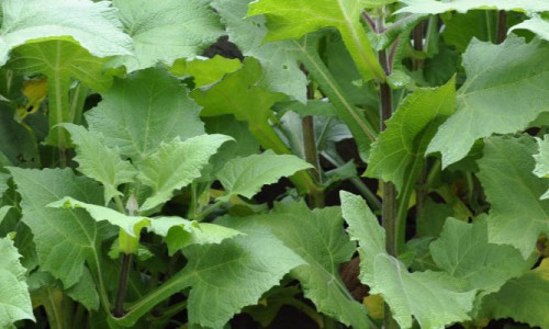 Yacón (Peruvian Ground Apple)