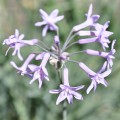 Family Amaryllidaceae