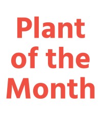 Plant of the Month