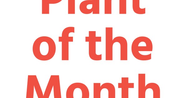 Plant of the Month