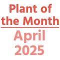 Plant of the Month April 2025