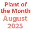 Plant of the Month August 2025