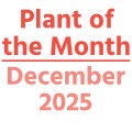 Plant of the Month December 2025