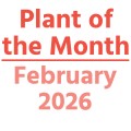 Plant of the Month February 2026