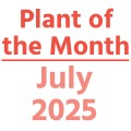 Plant of the Month July 2025