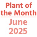 06. Plant of the Month June 2025
