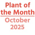 Plant of the Month October 2025