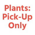 Plants: Pick-Up Only