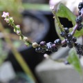 Family Basellaceae