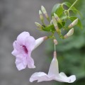 Family Bignoniaceae, the Bignonia or Trumpet Vine Family