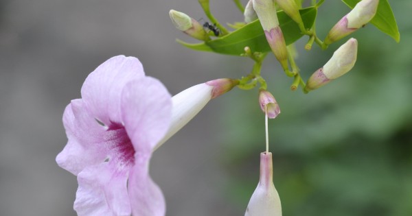 Family Bignoniaceae, the Bignonia or Trumpet Vine Family