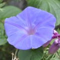 Family Convolvulaceae, the Bindweed or Morning Glory Family