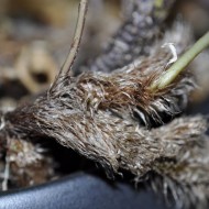 Rabbits Foot Fern (Davallia sp.) as Propagation Material