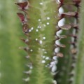 Family Euphorbiaceae, the Euphorbia or Spurge Family