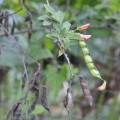 Family Fabaceae, the Legume, Pea or Bean Family