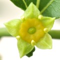 Family Rhamnaceae, the Buckthorn Family
