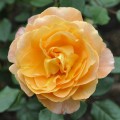 Family Rosaceae, the Rose Family