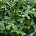 Family Selaginellaceae, the Spikemoss or Lesser Clubmoss Family