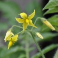 Family Solanaceae, the Nightshade Family