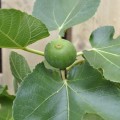 Fig Tree Cultivars