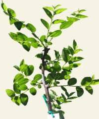Jujube Tree Cultivars (Bare-Rooted)
