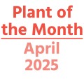 Plant of the Month: April 2025