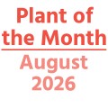 Plant of the Month: August 2026