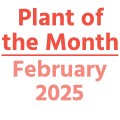 Plant of the Month February: 2025