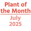 Plant of the Month: July 2025