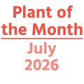 Plant of the Month: July 2026