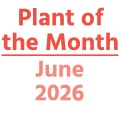 Plant of the Month: June 2026