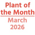 Plant of the Month: March 2026