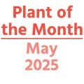 Plant of the Month: May 2025