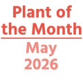Plant of the Month: May 2026