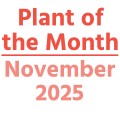 Plant of the Month: November 2025