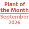 Plant of the Month: September 2026