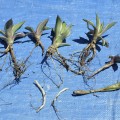Plants: Loose and/or Bare-Rooted
