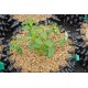 Air-Pot Small Seed Tray (4.1 L) - 25/PK VOLUME ORDER