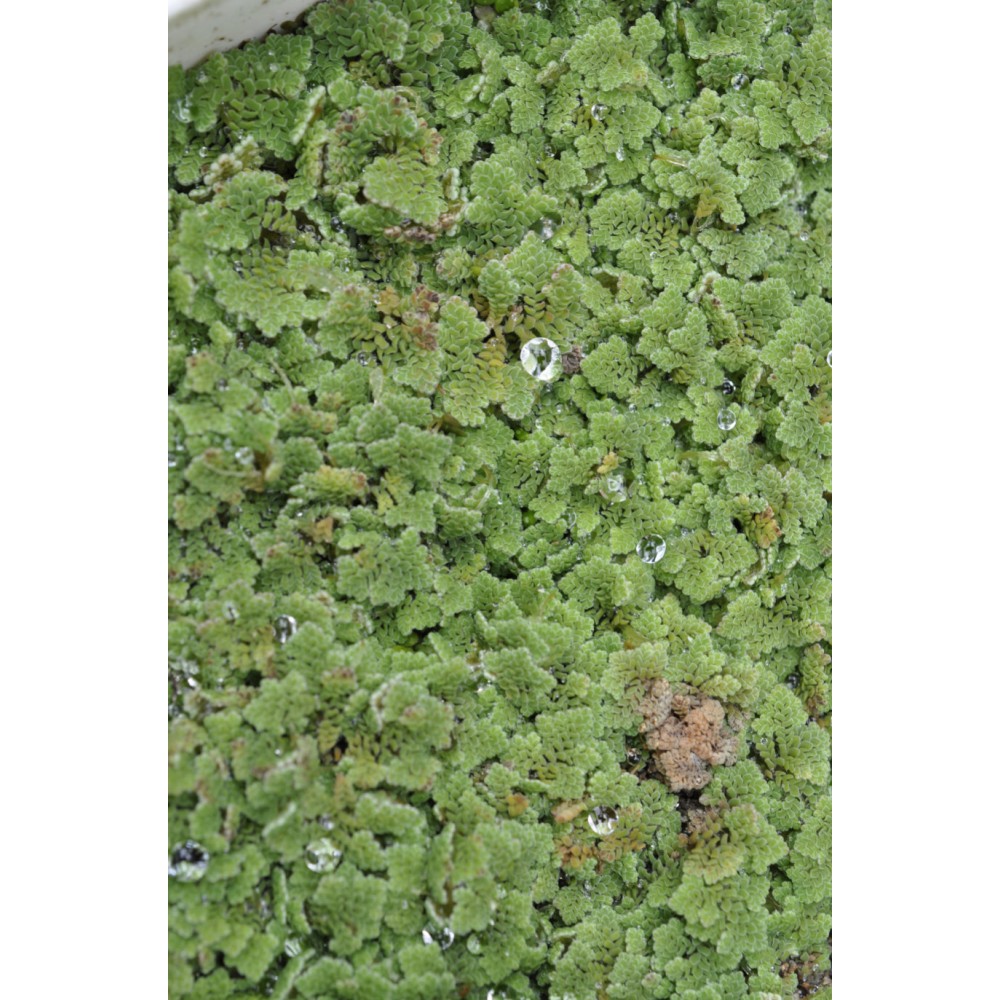 Aquatic Mosquitofern (Azolla pinnata) as Propagation Material