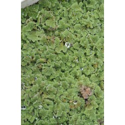 Aquatic Mosquitofern (Azolla pinnata) in Rectangular Takeaway Container
