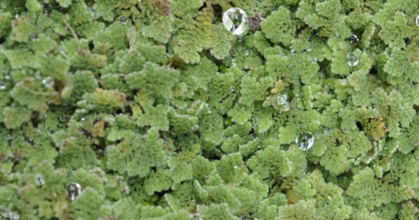 Aquatic Mosquitofern (Azolla pinnata) as Propagation Material