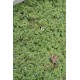 Aquatic Mosquitofern (Azolla pinnata) as Propagation Material