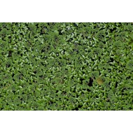 MIX: Aquatic Mosquitofern (Azolla pinnata) and Common Duckweed (Lemna minor)