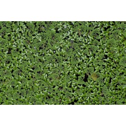 MIX: Aquatic Mosquitofern (Azolla pinnata) and Common Duckweed (Lemna minor)