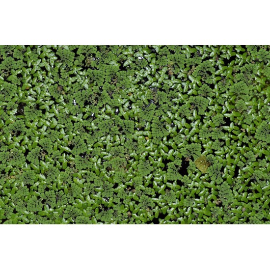 MIX: Aquatic Mosquitofern (Azolla pinnata) and Common Duckweed (Lemna minor)