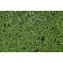 MIX: Aquatic Mosquitofern (Azolla pinnata) and Common Duckweed (Lemna minor)