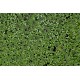 MIX: Aquatic Mosquitofern (Azolla pinnata) and Common Duckweed (Lemna minor)