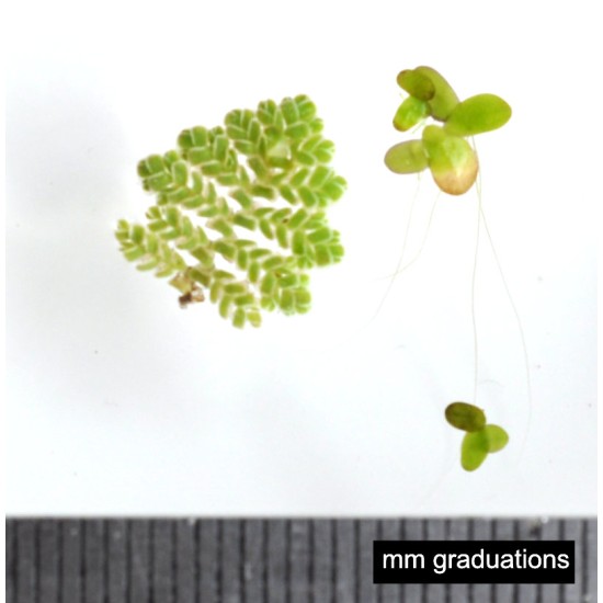 MIX: Aquatic Mosquitofern (Azolla pinnata) and Common Duckweed (Lemna minor)  as Propagation Material