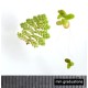 MIX: Aquatic Mosquitofern (Azolla pinnata) and Common Duckweed (Lemna minor)  as Propagation Material